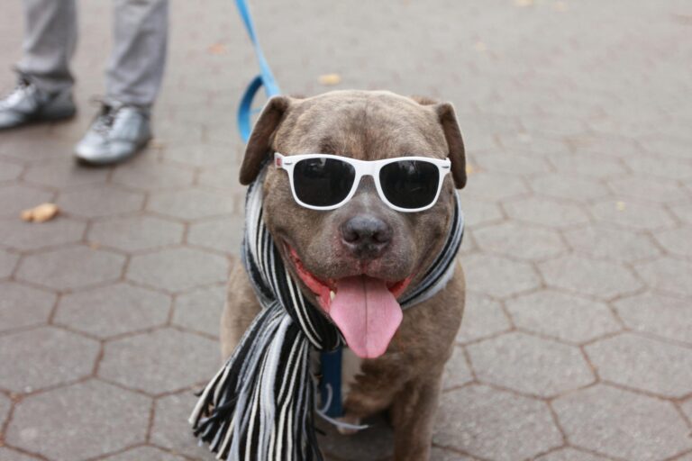 Globuli für Hunde an Silvester: Sanfte Beruhigung bei Knallerei Globuli für Hunde an Silvester zur sanften Beruhigung bei Knallerei