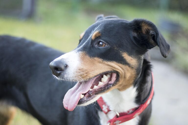 Die optimale Hund Potenz Checkliste für die richtige Anwendung von Globuli Hund Potenz Checkliste zur optimalen Anwendung von Globuli für Hunde