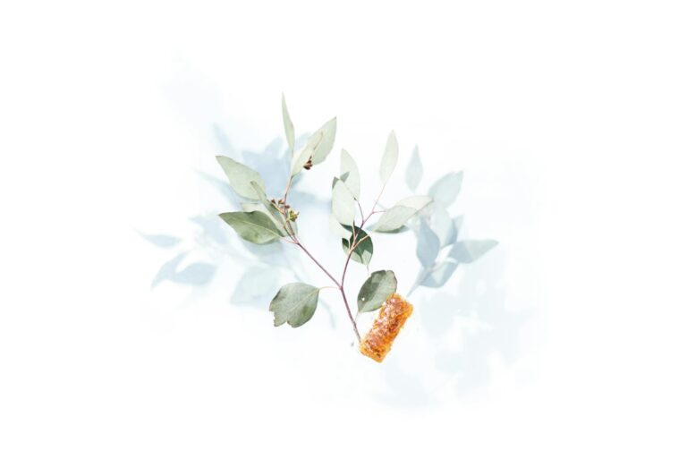 Heilende Natur Wirkstoffe in der homöopathischen Therapie für besseres Wohlbefinden