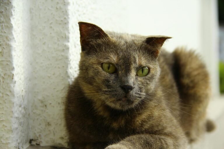 Nux Vomica Globuli zur Linderung von Kater-Symptomen bei Übelkeit und Kopfschmerzen