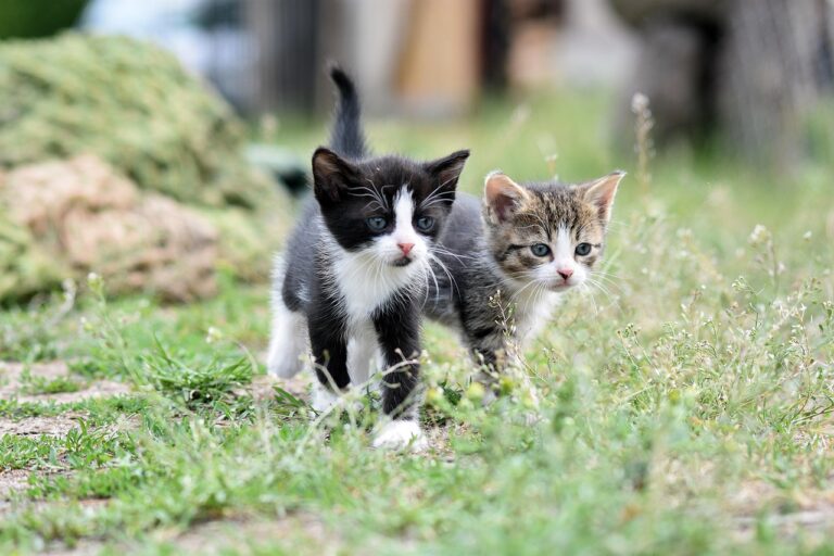 Homöopathische Behandlung für Katzen: Die richtige Potenz wählen Homöopathische Potenzwahl für Katzen: Tipps zur richtigen Auswahl der Globuli